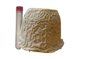  COQUARD Sigma 55 - Geotrichum candidum